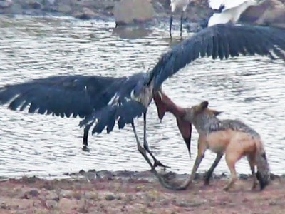 Cuộc chiến sinh tồn khốc liệt giữa chó rừng và cò marabou khổng lồ