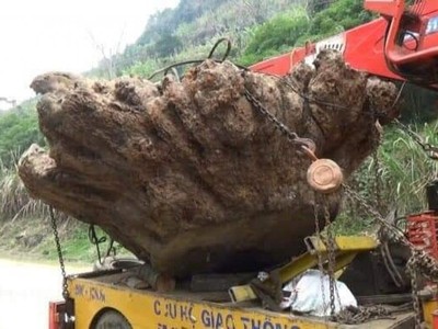 Đêm 20/2/2016, Đội Kiểm lâm cơ động và Phòng chống cháy rừng số 1 (thuộc Chi cục Kiểm lâm Bắc Kạn) đã kiểm tra xe ô tô BKS 20C- 078.80, phát hiện trên ô tô vận chuyển gốc cây gù hương (loại cây đặc biệt quý hiếm nhóm IIa, hạn chế khai thác, sử dụng).