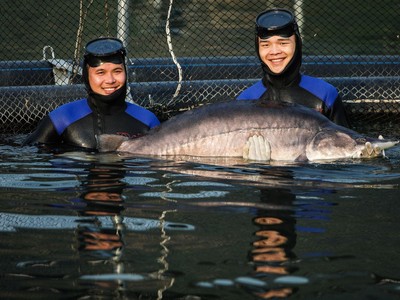 Siêu cá tầm Beluga xuất hiện tại một trang trại cá ở Sơn La.