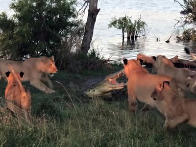 Tham miếng thịt thừa, cá sấu suýt phải bỏ mạng trước móng vuốt của bầy sư tử