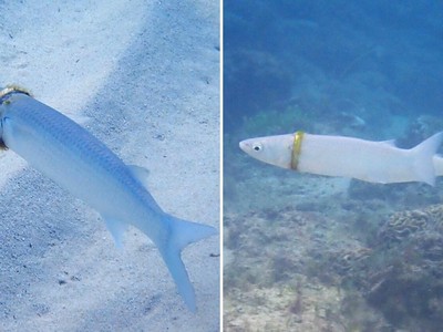 Chuyện thật như đùa, chiếc nhẫn cưới mất tích ngày nào bỗng nhiên được tìm thấy mắc kẹt trên người một con cá dưới đáy đại dương