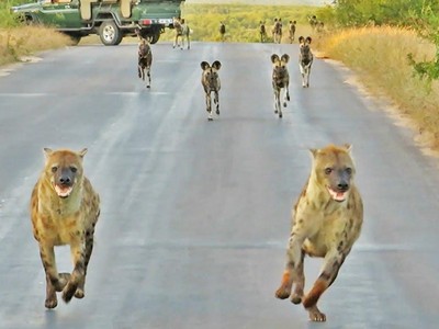 Điều gì sẽ xảy ra khi đàn linh cẩu đối đầu với đàn chó hoang thiện chiến hơn 20 con?