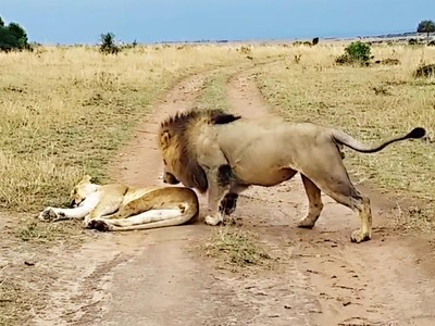 Sư tử cái đang ngủ bỗng nhiên bị con đực chơi khăm và dụng ý cực kỳ "ngọt ngào" đằng sau hành động đó