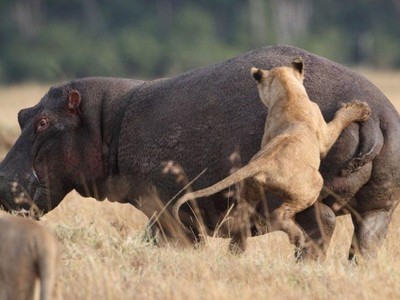 Rón rén định tấn công hà mã, sư tử nhận cái kết cực đắng