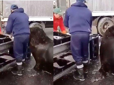 Chú sư tử biển sử dụng tuyệt chiêu để "không làm mà vẫn có ăn"