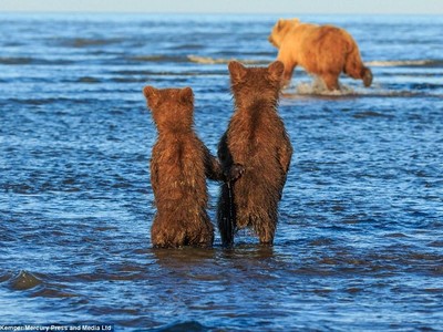 Mê mẩn khoảnh khắc đôi gấu con khoác tay, cùng nhau ngóng trông gấu mẹ đi săn mồi
