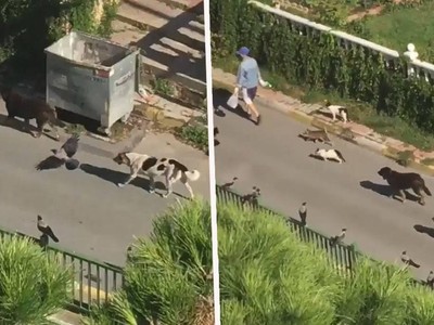 Người phụ nữ bí ẩn điều khiển được cả chó, mèo và các loài chim