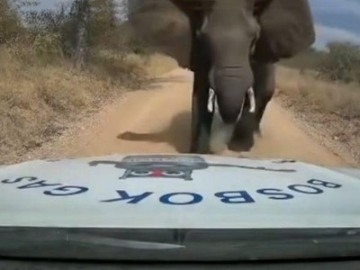 Chạm mặt "giang hồ", anh chàng shipper bị voi điên húc nát đầu xe