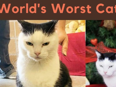 Hành trình đi tìm mái ấm của con mèo có biệt danh "khó tính nhất thế giới"