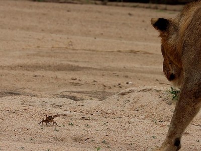 Cuộc chiến không cân sức, một mình chú cua bé nhỏ chấp hết cả đàn sư tử hung hãn