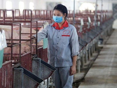 Hiện giá lợn hơi giảm khoảng 20% so với đầu năm, trong khi giá nguyên liệu tăng, khiến nhiều người chăn nuôi không có lãi.