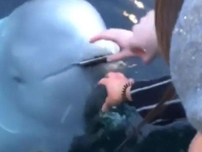 Hy hữu chưa từng có: Cô gái được cá voi beluga đem trả chiếc điện thoại đánh rơi dưới đáy biển