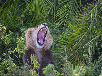 Thót tim trước cảnh sư tử đực phát hiện ra có người chụp trộm, tuy nhiên hành động sau đó của nó khiến ai cũng phải kinh ngạc
