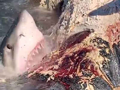Bữa tiệc buffet cá voi ngoài trời với thực khách là đủ loại cá mập khét tiếng nhất đại dương