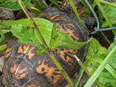 Giải cứu con rùa bị mắc kẹt, cô gái suýt ngất xỉu sau khi phát hiện ra điều bí ẩn nằm phía dưới