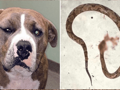 Để cứu chủ nhân, chú chó Pitbull dũng cảm đánh nhau với rắn độc và bị cắn sưng cả mặt