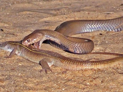 Rắn hổ mang chúa thể hiện bản năng sát thủ hàng đầu khi đi săn thằn lằn