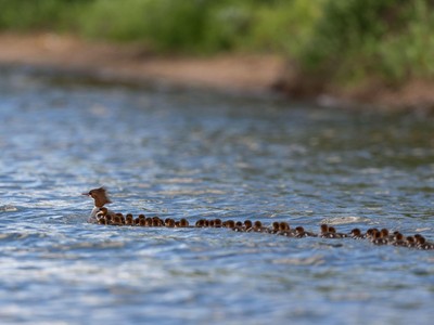 Bức ảnh "Mama Merganser" được đăng tải lên trang web của National Audubon Society.