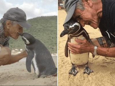 Chim cánh cụt vượt nắng, ngược gió hơn 8.000 km để quay trở về thăm ân nhân cứu mạng mỗi năm