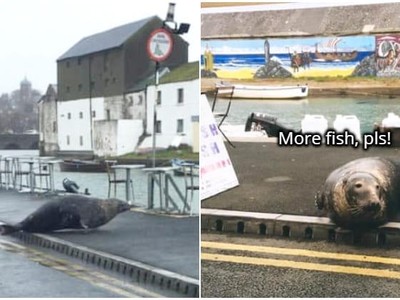 Vị khách "chất chơi": Sống dưới đáy biển nhưng ngày nào cũng phải trèo lên bờ để đi ăn nhà hàng