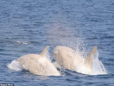 Chưa từng xảy ra trong lịch sử, cặp đôi cá voi sát thủ trắng cực kỳ quý hiếm cùng nhau xuất hiện, bơi lội trước mặt du khách