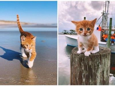 Marlin - con vật có hình hài của loài mèo nhưng lại mang tâm hồn của một chú chó, có khả năng bơi lội cực đỉnh