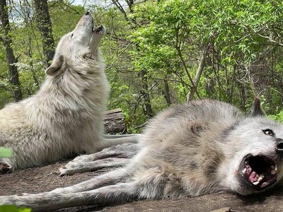 Ông hoàng lười biếng, bậc thầy của sự đối phó, hai con chó sói mê ngủ đến còn chẳng thèm đứng dậy để hú