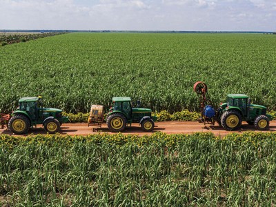 Giá đường tăng giúp doanh nghiệp mía đường bớt áp lực về bài toán vùng nguyên liệu.