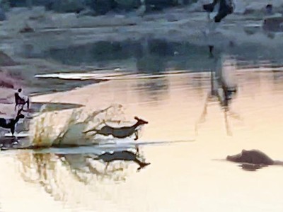 Giữa vòng vây trùng điệp của của bầy chó hoang châu Phi, linh dương vẫn tìm được "cửa sinh" một cách thần kỳ