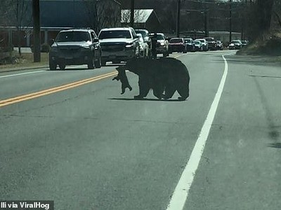 Bi hài câu chuyện gấu mẹ chật vật "xách cổ" đàn con băng qua đường cao tốc