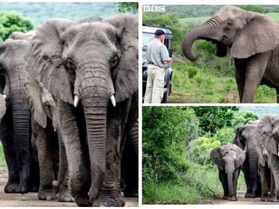 Đàn voi đi bộ hơn 12 tiếng để dự đám tang người đã nuôi dưỡng