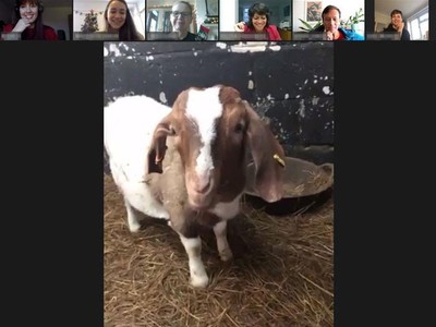 Mang dê đến các cuộc họp trực tuyến, ý tưởng kinh doanh độc đáo thời Covid-19 giúp chủ nhân kiếm hàng chục nghìn USD