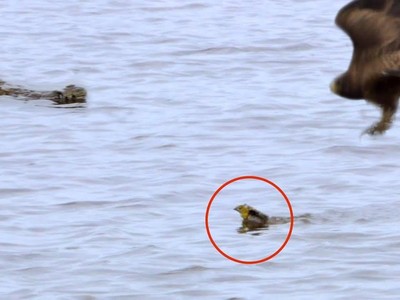 Trò đùa của số phận, chú chim non dũng cảm trốn thoát khỏi móng vuốt của diều hâu nhưng lại sa vào miệng cá sấu