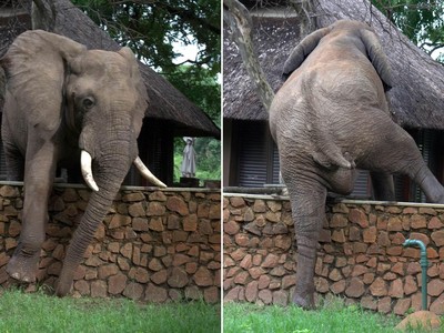 Như một Ninja, đàn voi phi thân qua những bức tường của khu resort để trộm xoài