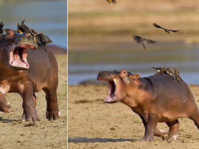 Cảm thấy bất lực, "tấm chiếu mới" hà mã khóc lóc thảm thiết khi bị đàn chim nhỏ bám lên lưng