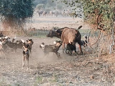 Đàn chó hoang liều lĩnh đột kích bầy trâu rừng châu Phi hơn trăm con và cái kết hoàn hảo cho chiến thuật săn mồi hợp lý