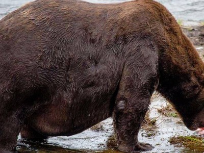 Chú gấu "thở không ra hơi" sau bữa tiệc buffet cá hồi