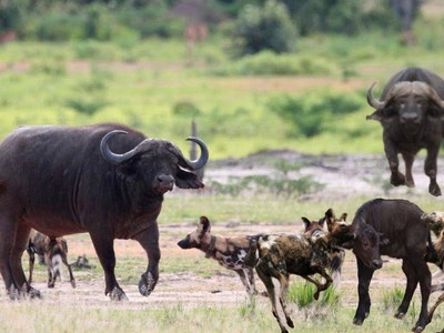 Trâu rừng bất lực nhìn trâu con bị bầy chó hoang châu Phi hung hãn hạ gục