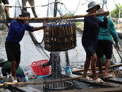 Thu hoạch cá tra cung cấp cho nhà máy chế biến phục vụ xuất khẩu tại hộ nông dân nuôi liên kết với doanh nghiệp ở xã Bình Hoà, huyện Châu Thành. (Ảnh: Phạm Hậu/TTXVN).