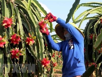 Thu hoạch quả thanh long. (Ảnh: TTXVN).