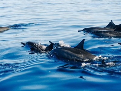 Người đàn ông mất tích trên biển may mắn sống sót nhờ được đàn cá heo to lớn bảo vệ