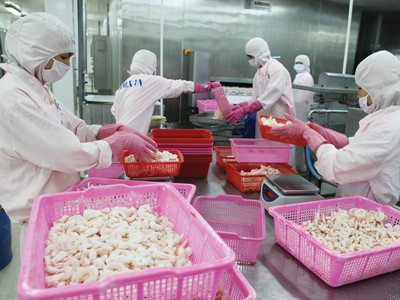 Trong tháng 8, sản lượng tôm sản xuất của FMC đạt 1,6 tấn, giảm 32% với cùng kỳ năm ngoái.