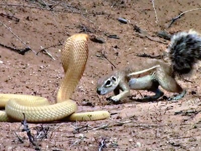 Bằng thân pháp cực kỳ linh hoạt, sóc nhỏ biến màn đi săn của rắn hổ mang thành một "trò lố"