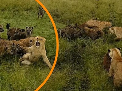 Âm mưu lật đổ ngôi vương của sư tử và cái giá phải trả cực đắt của bầy linh cẩu không biết tự lượng sức mình