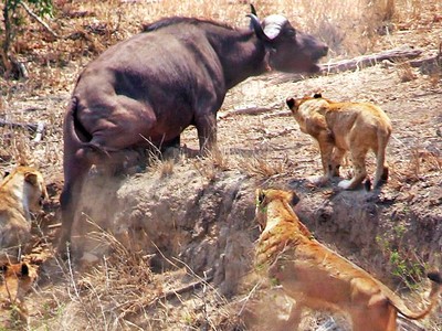 Nhờ vào sức mạnh của sự đoàn kết, đàn trâu rừng hết lần này đến lần khác chặn đứng đòn tấn công của bầy sư tử