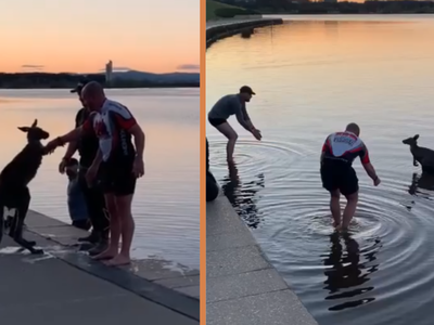 Hành động kỳ lạ của chú chuột túi sau khi được giải cứu