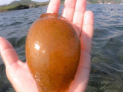 Chàng trai không chỉ một mà hai lần nhặt được trứng cá mập siêu quý hiếm