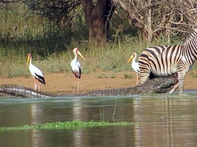Bị cá sấu sông Nile ngoạm chặt một chân, chú ngựa vằn non vẫn trốn thoát đầy kịch tính