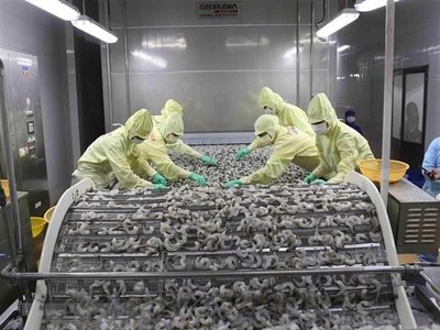 Chế biến sản phẩm tôm xuất khẩu. (Ảnh: Vũ Sinh/TTXVN).