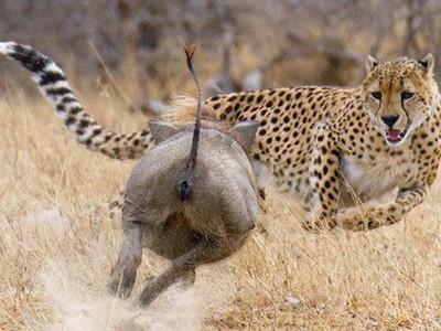 Chuyện ngược đời, lợn rừng lập hội đi cướp con mồi của báo săn